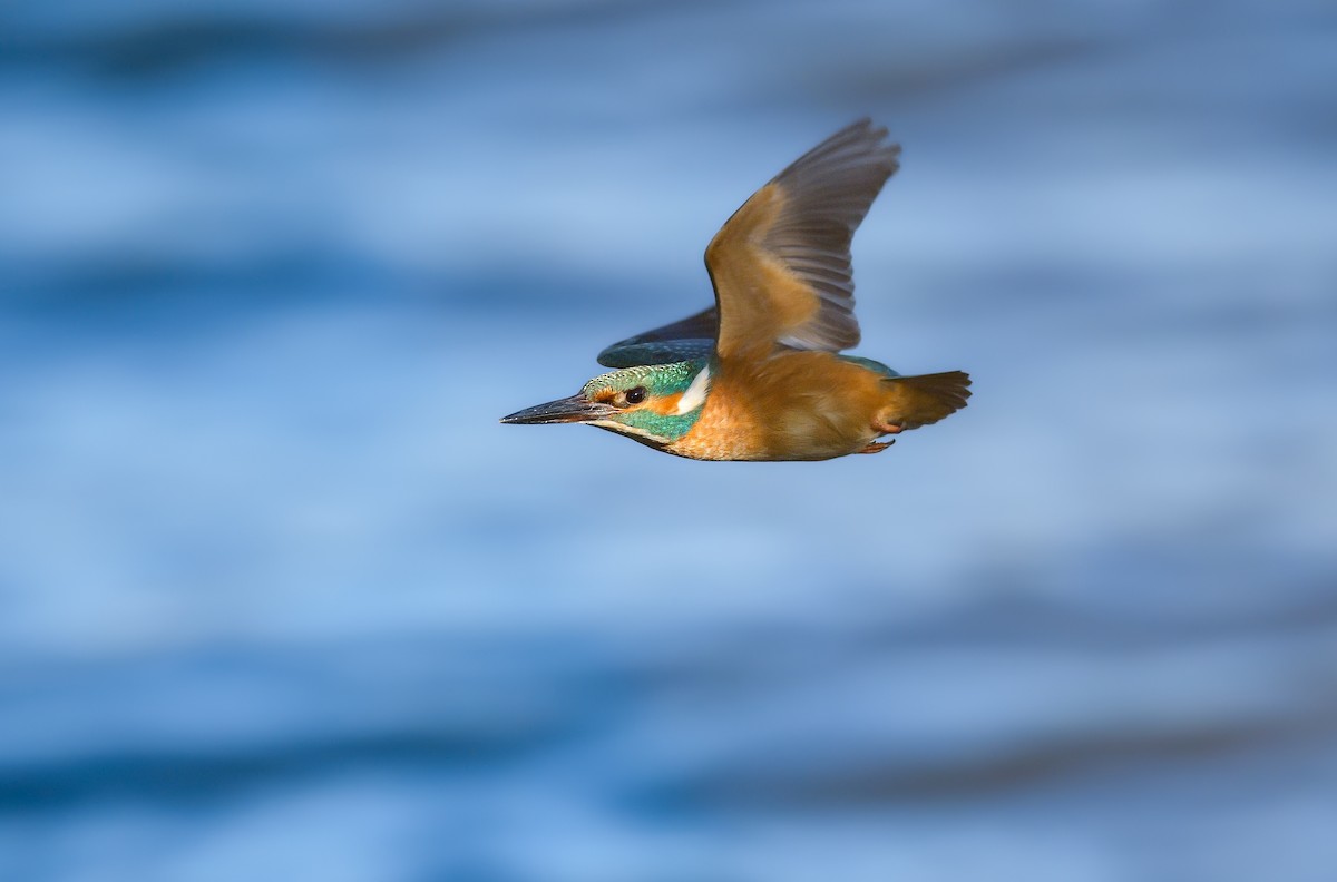 翠鳥 - ML646182725