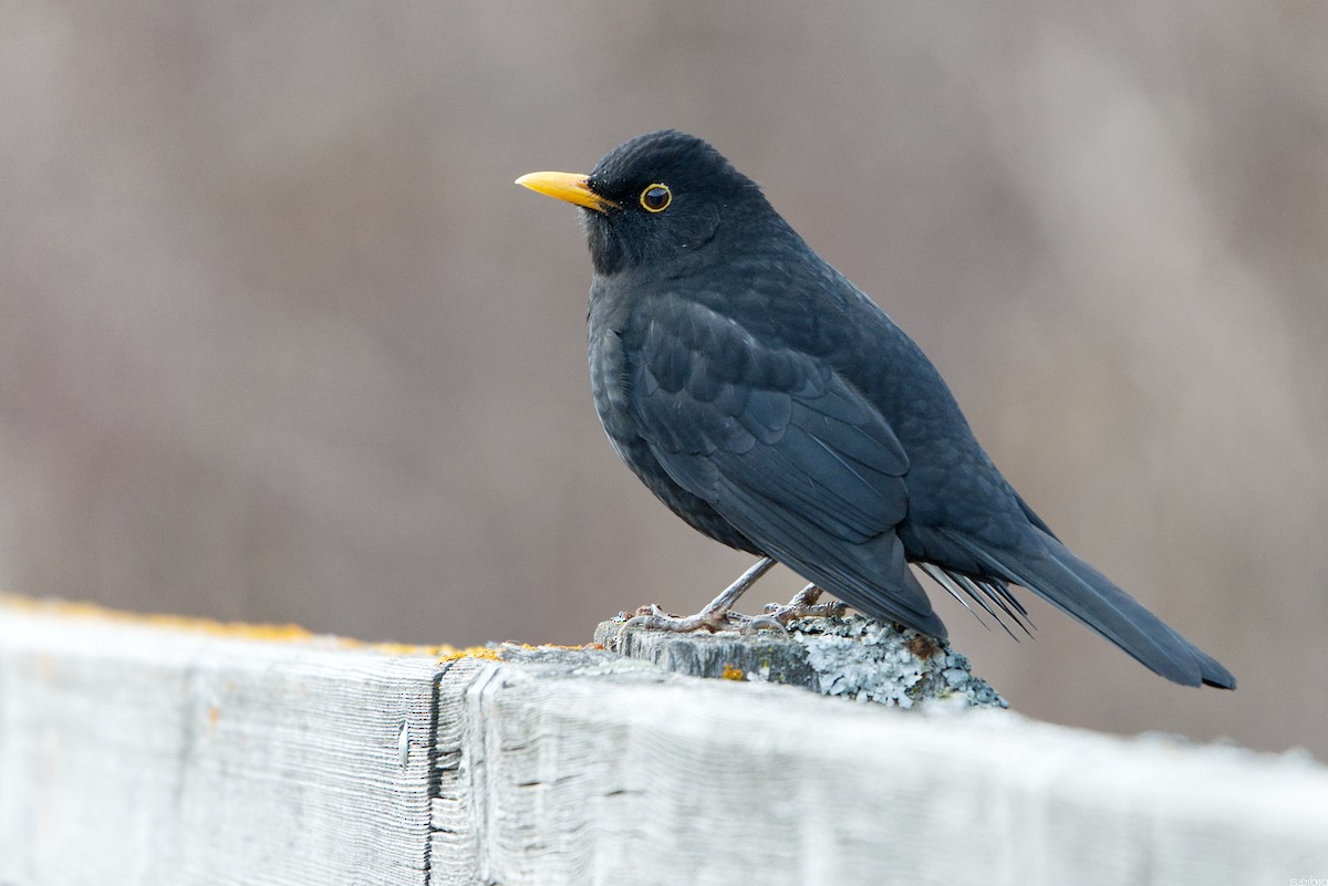 Eurasian Blackbird - ML646182726