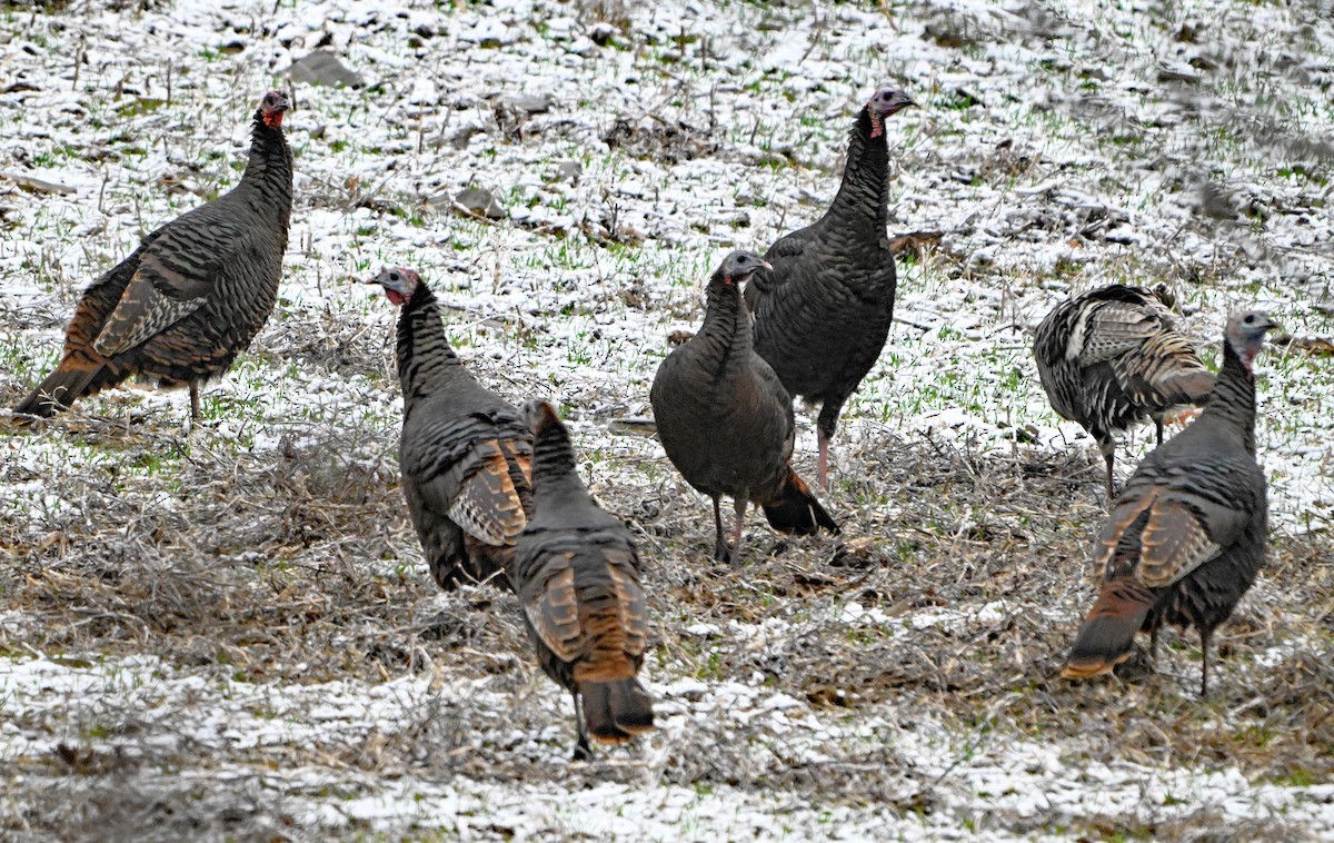 Wild Turkey - ML646182727