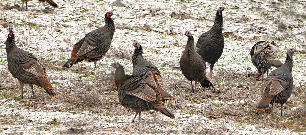 Wild Turkey - ML646182728