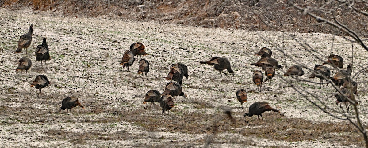 Wild Turkey - ML646182729