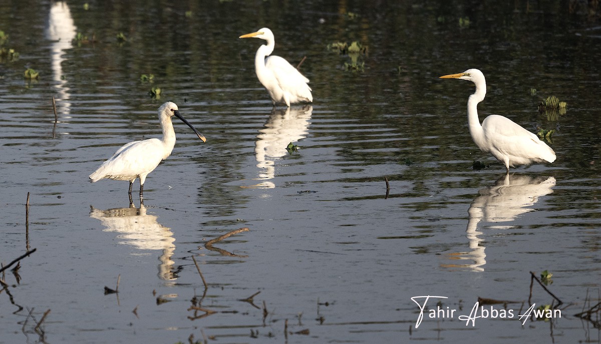 Eurasian Spoonbill - ML646182732