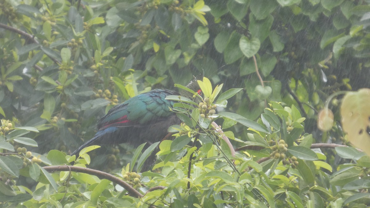 Schalow's Turaco - ML646182733