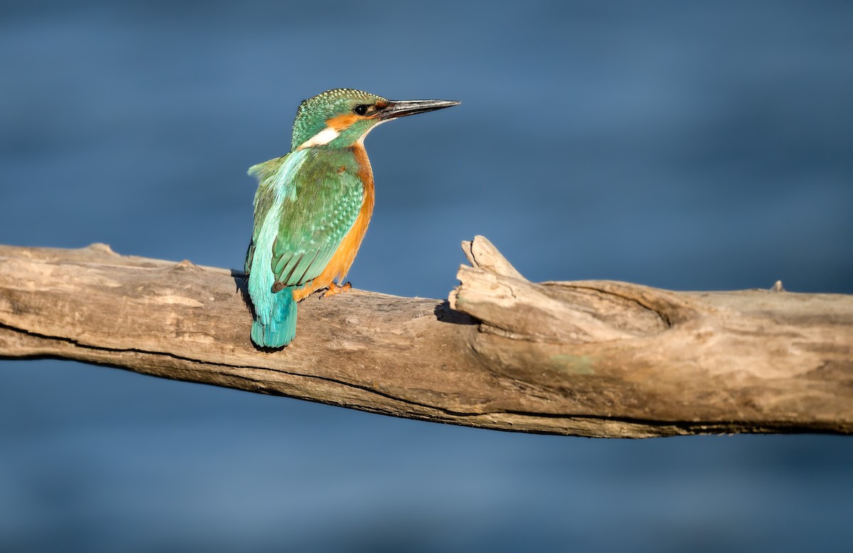 翠鳥 - ML646182735