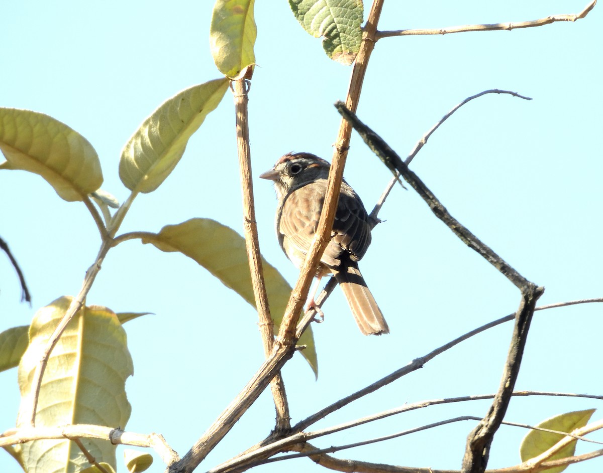 Rufous-crowned Sparrow - ML646182736
