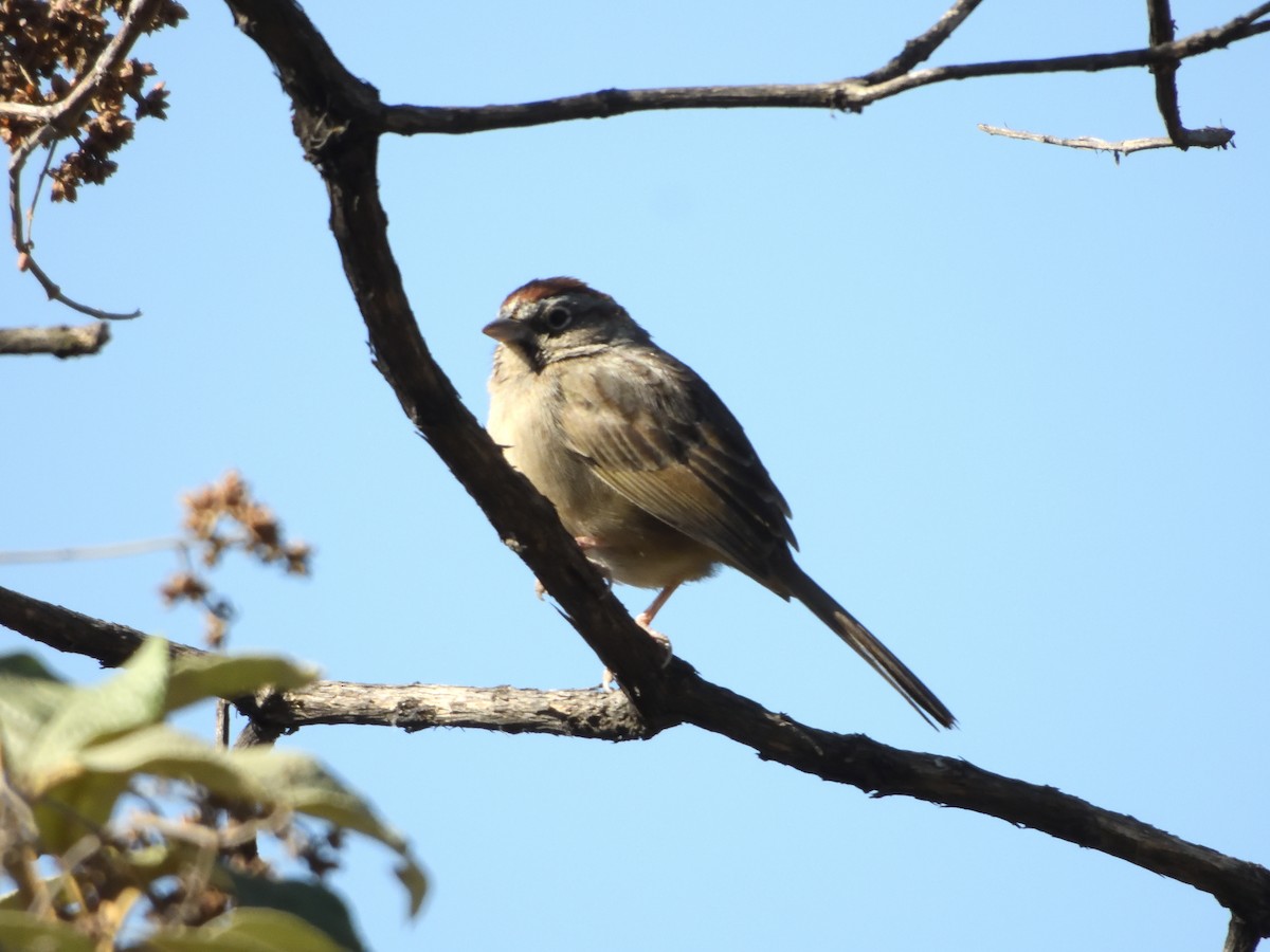 Rufous-crowned Sparrow - ML646182737