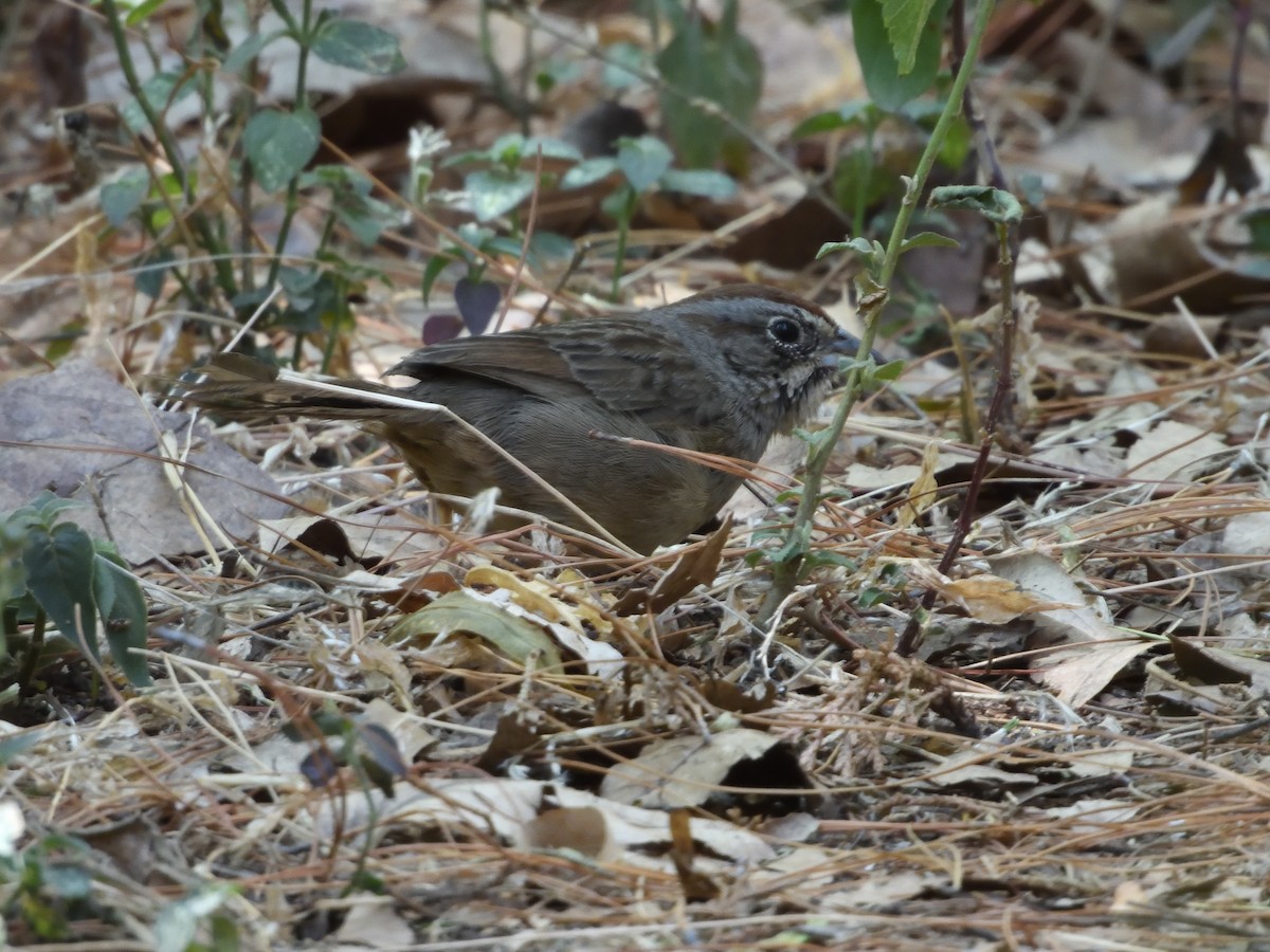 Rufous-crowned Sparrow - ML646182738