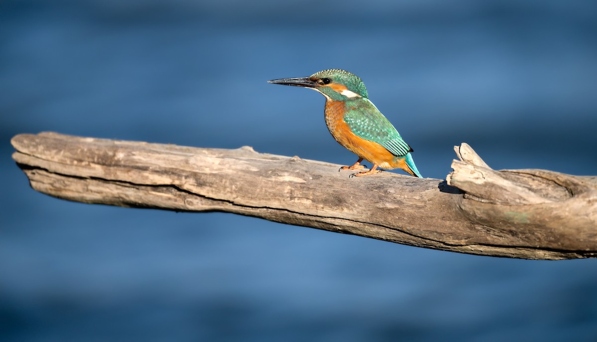 翠鳥 - ML646182739