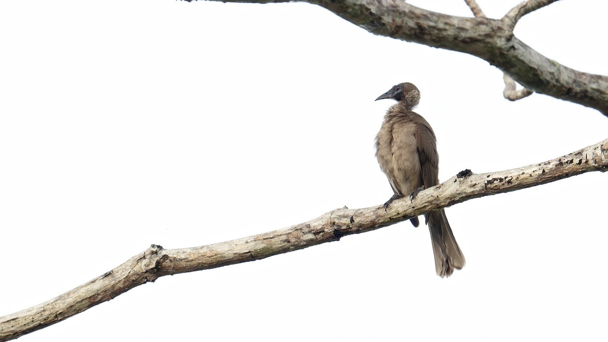 Helmlederkopf - ML646182741