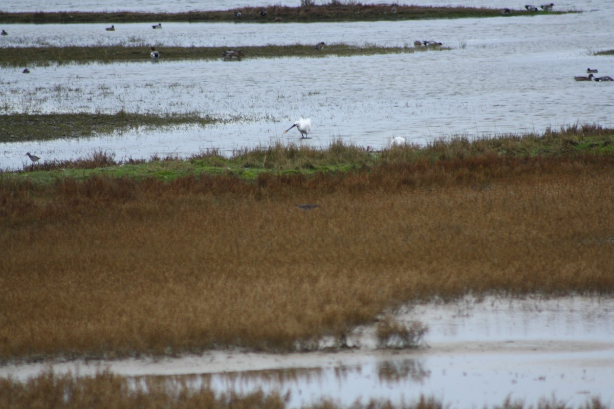 Eurasian Spoonbill - ML646182742