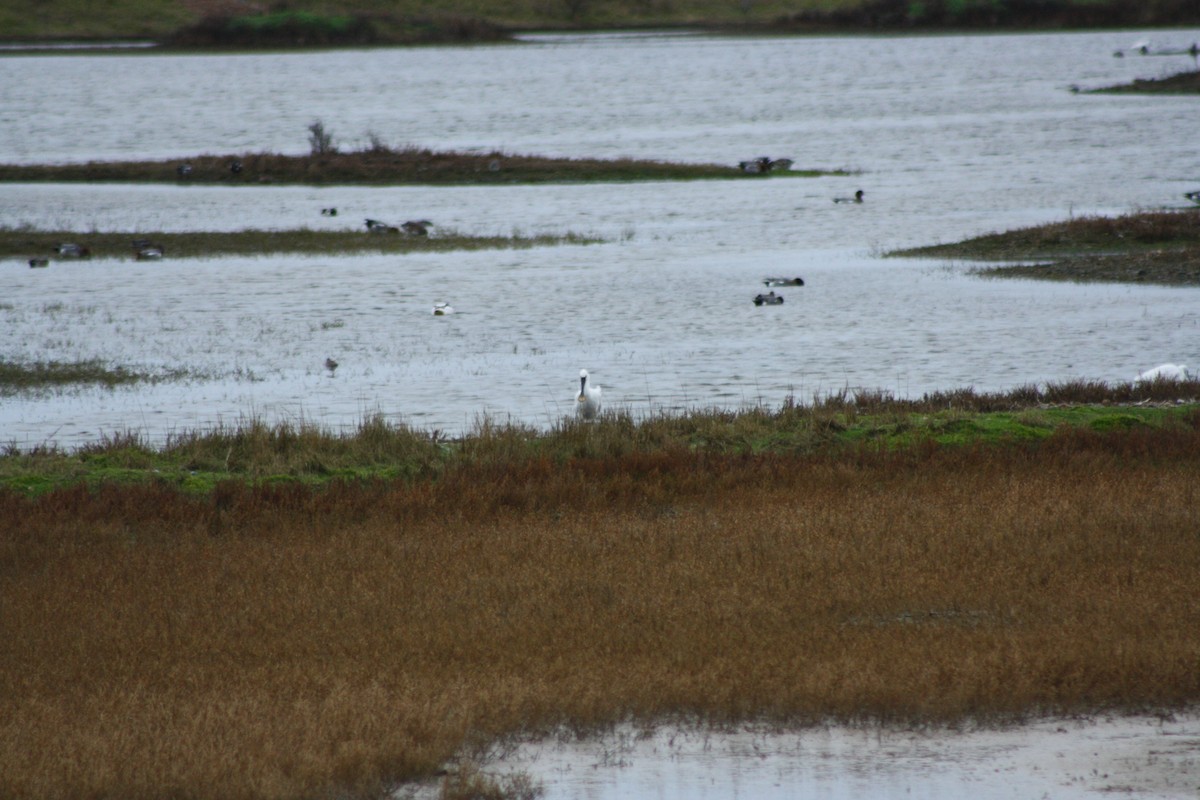 Eurasian Spoonbill - ML646182743