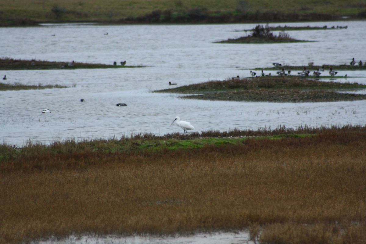 Eurasian Spoonbill - ML646182744