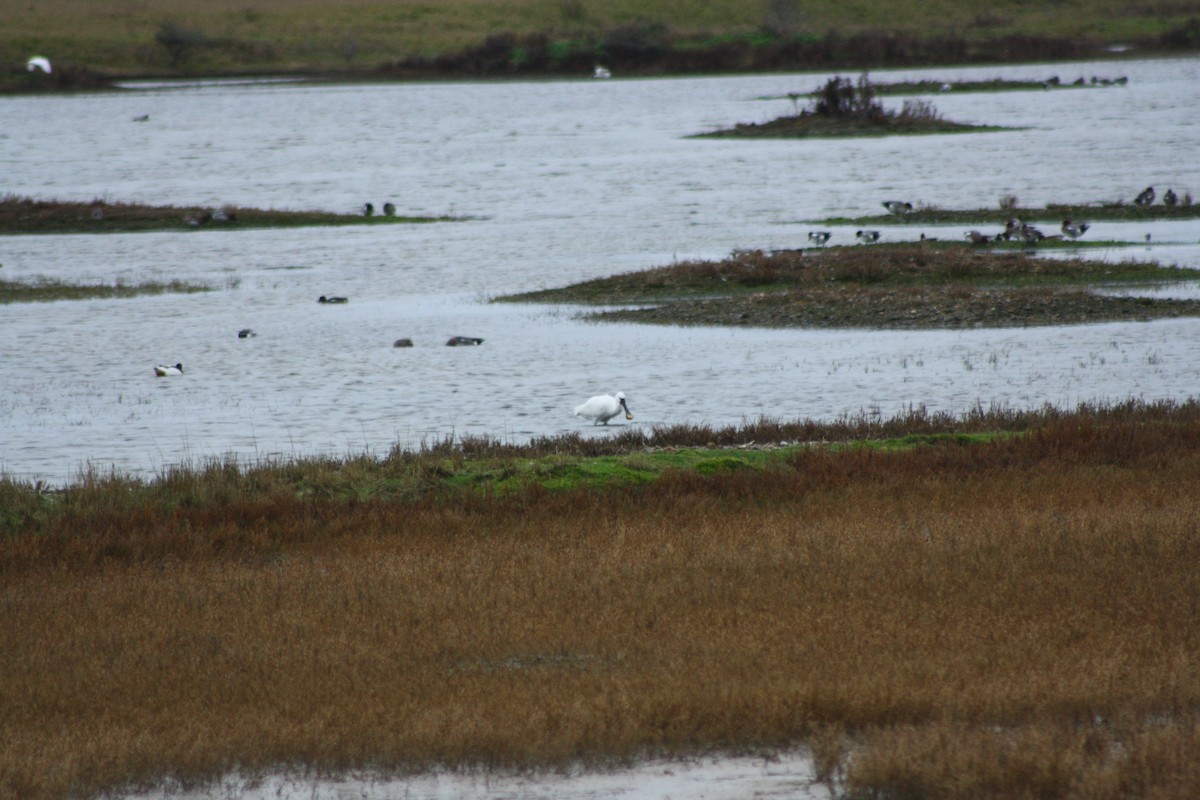 Eurasian Spoonbill - ML646182745