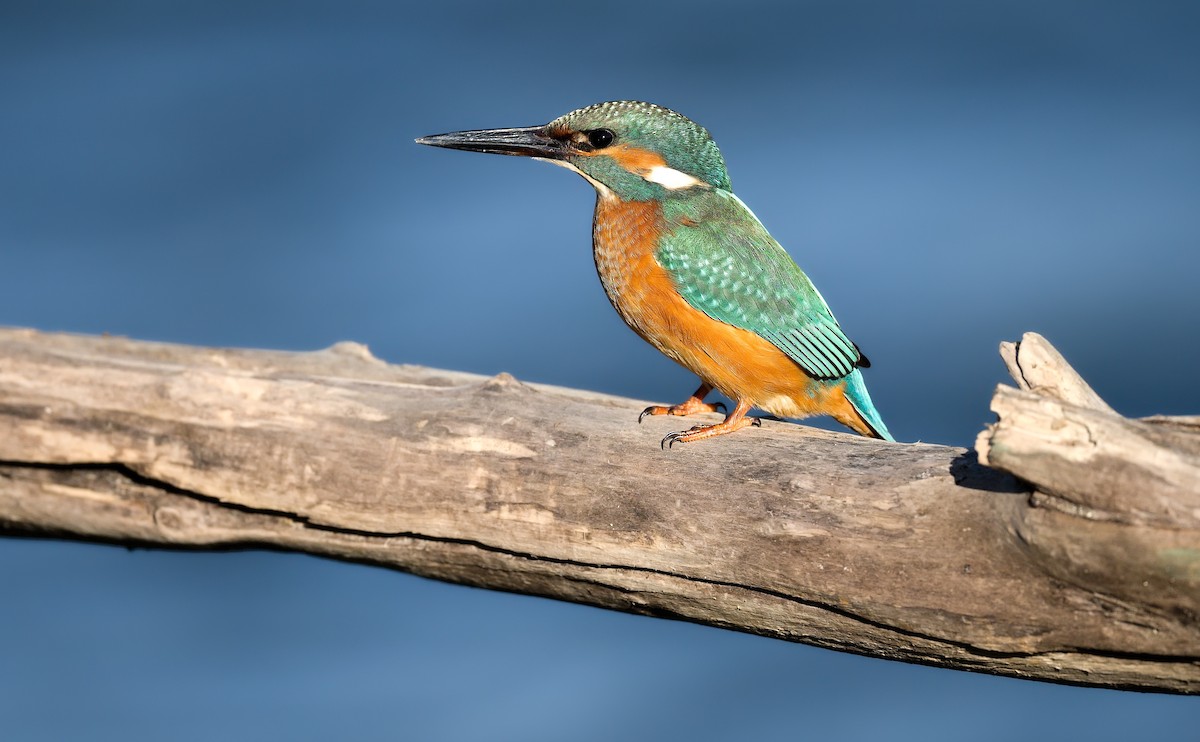 翠鳥 - ML646182746