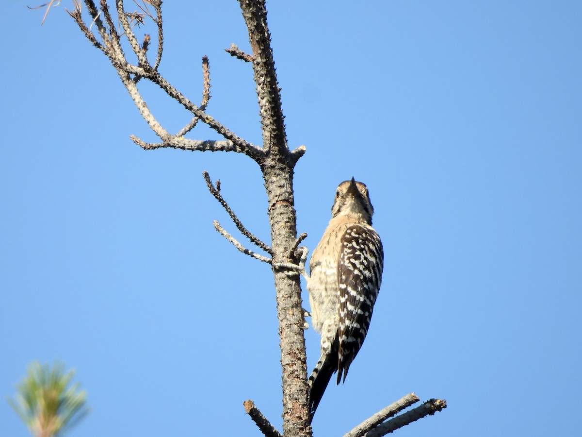 Ladder-backed Woodpecker - ML646182749