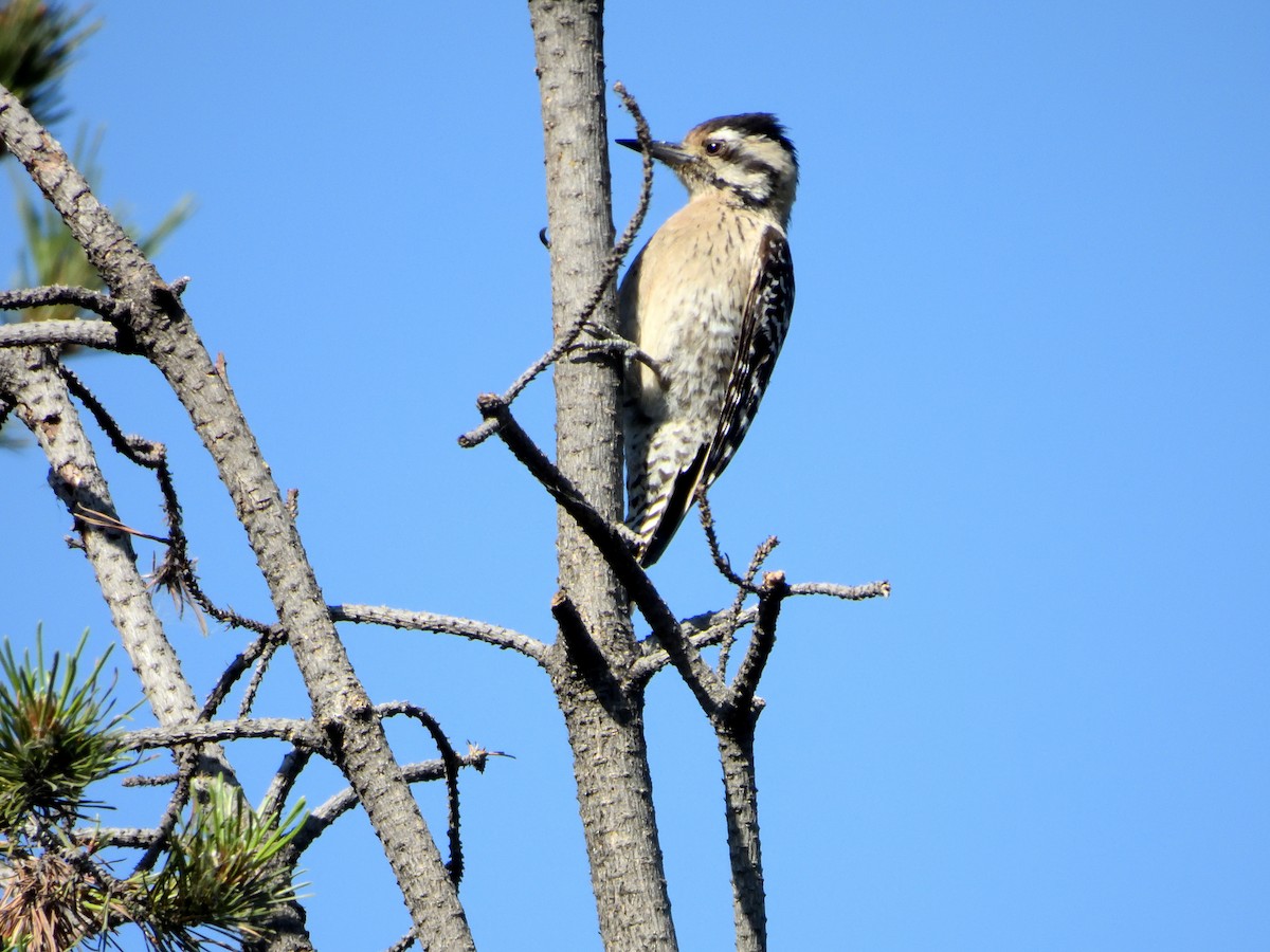 Ladder-backed Woodpecker - ML646182750