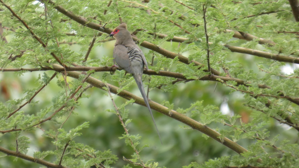 Red-faced Mousebird - ML646182752