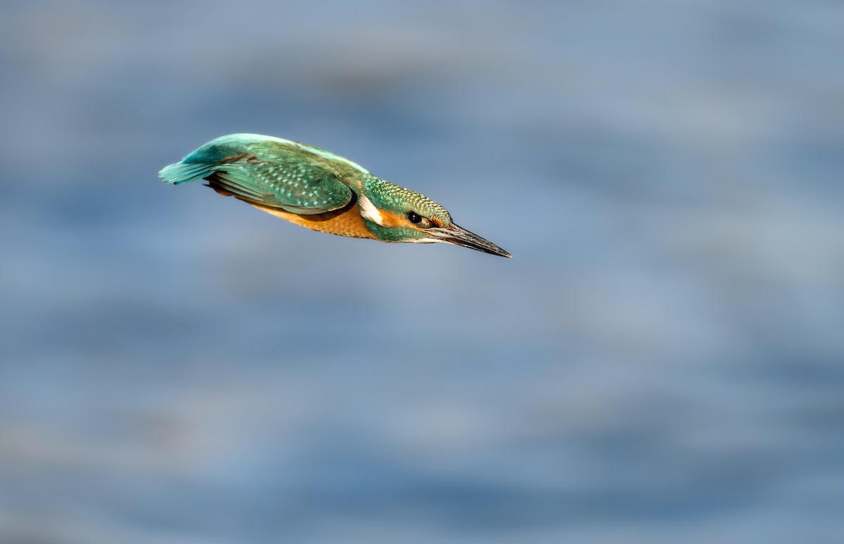 翠鳥 - ML646182756