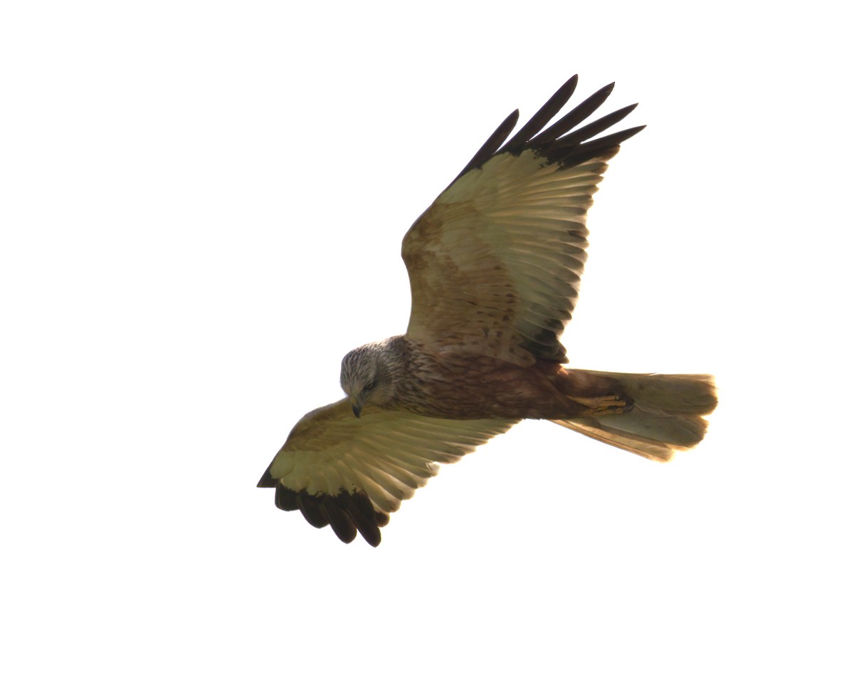 Western Marsh Harrier - ML646182757