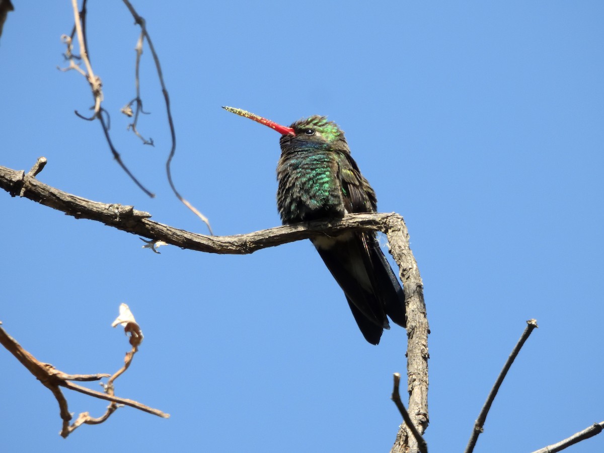 Broad-billed Hummingbird - ML646182760
