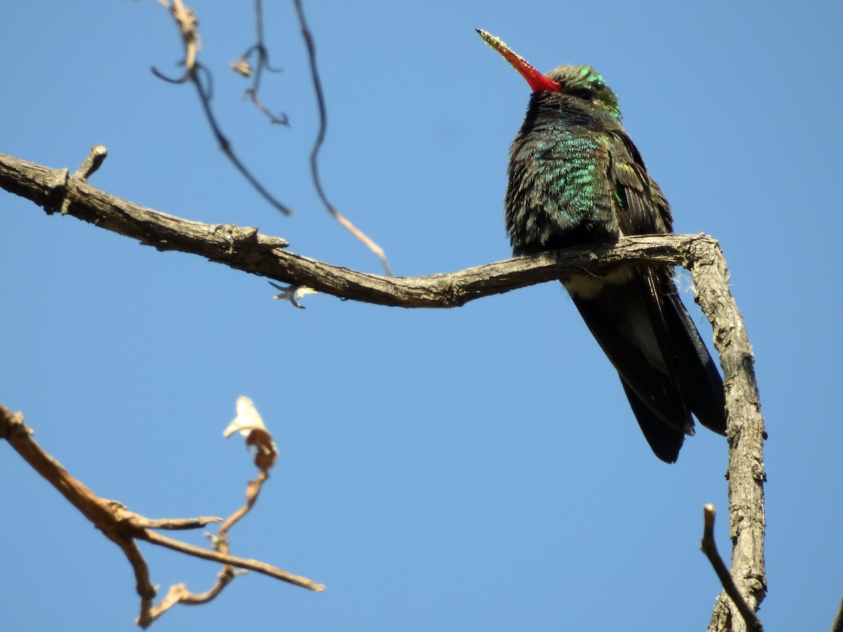 Broad-billed Hummingbird - ML646182761