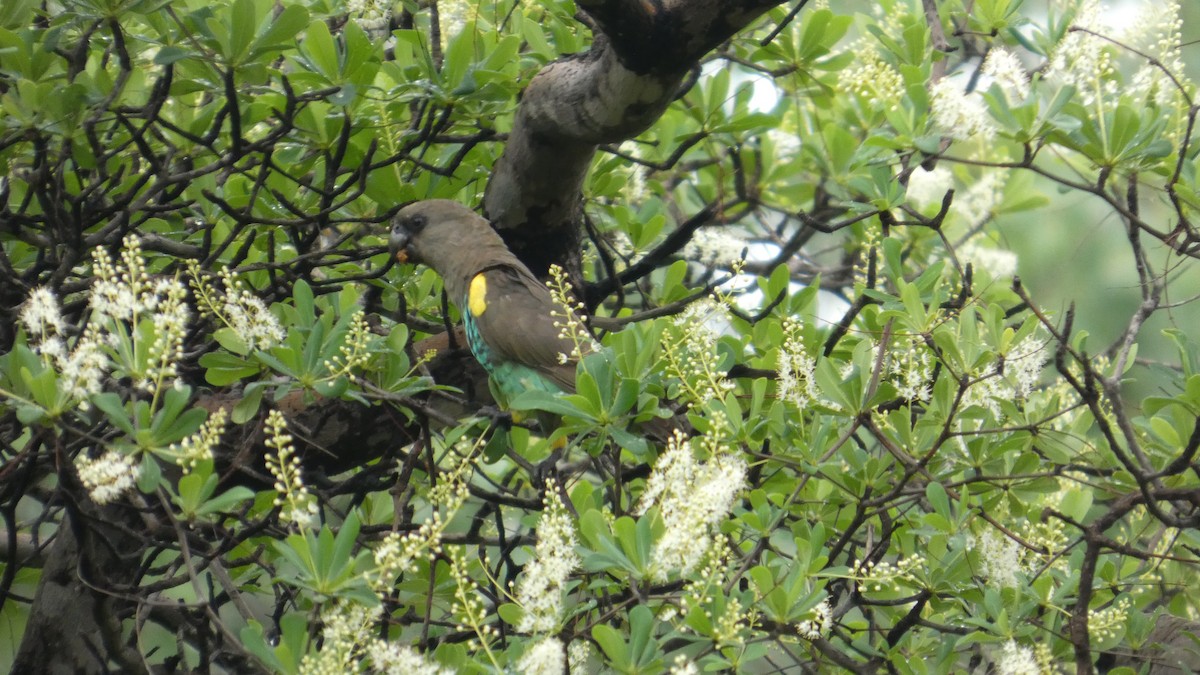 Meyer's Parrot - ML646182766