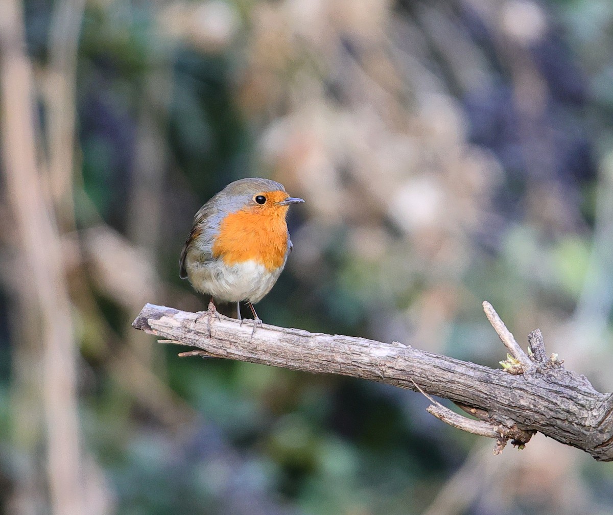 European Robin - ML646182768