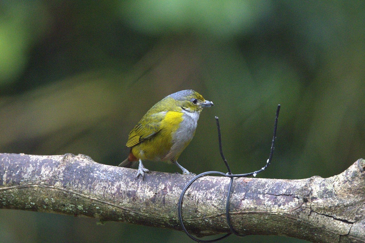 Braunbauchorganist - ML646182785
