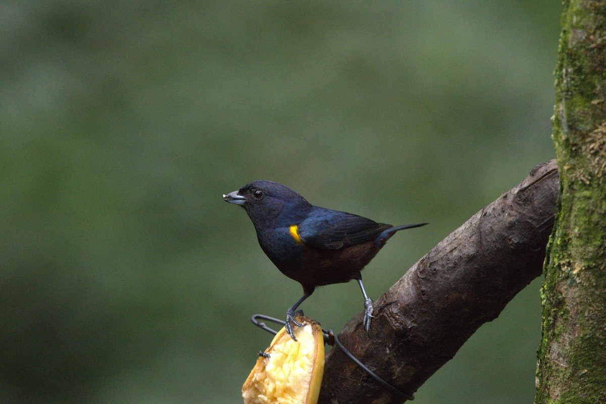 Braunbauchorganist - ML646182786