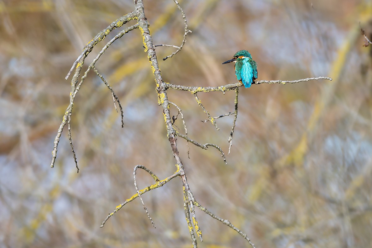 翠鳥 - ML646182787