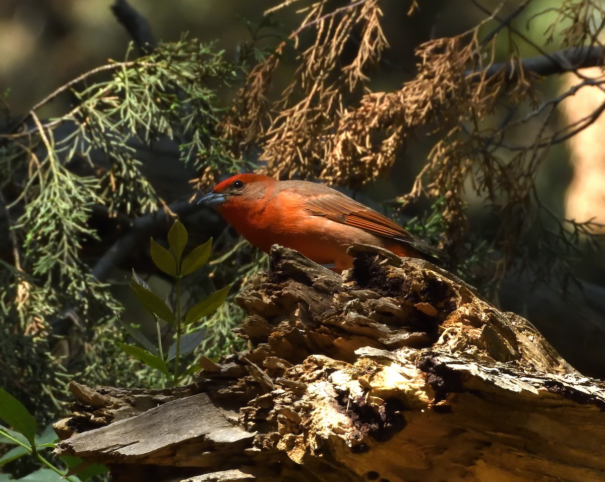 Hepatic Tanager - ML646182788