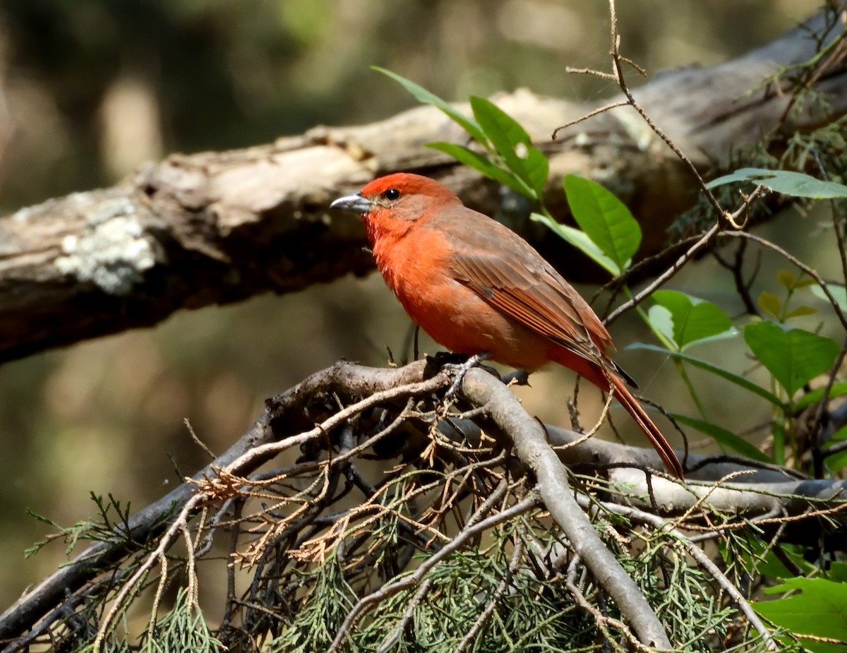 Hepatic Tanager - ML646182789