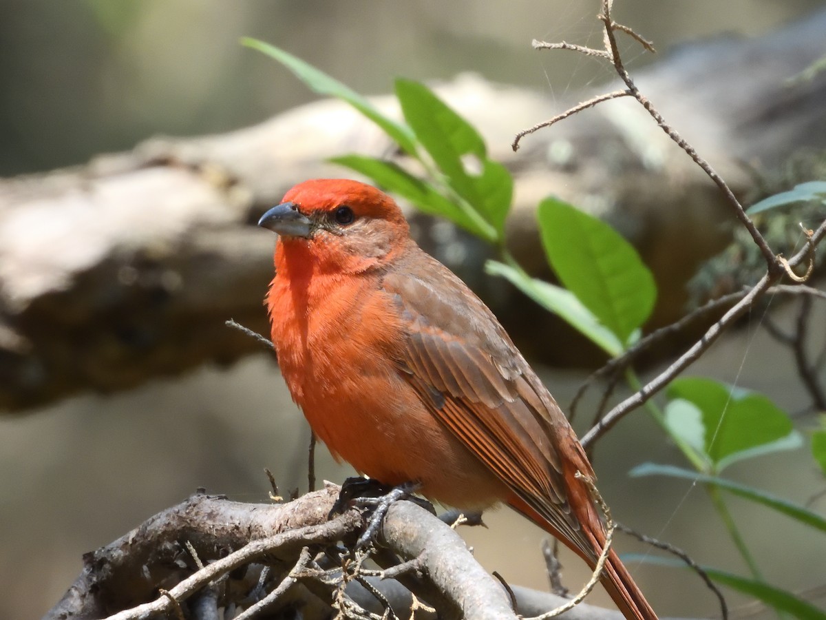 Hepatic Tanager - ML646182790