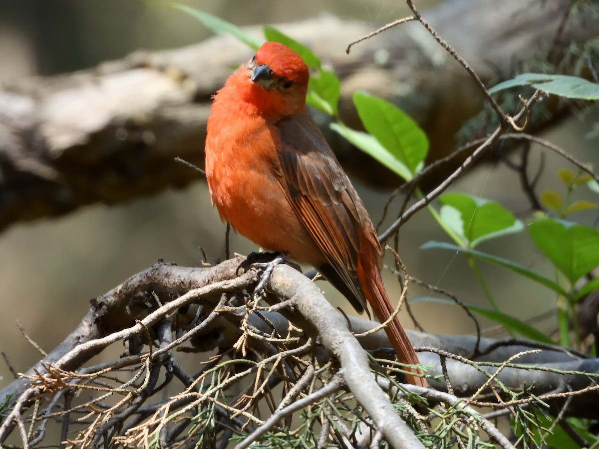 Hepatic Tanager - ML646182791