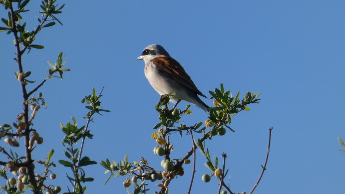 Red-backed Shrike - ML646182792