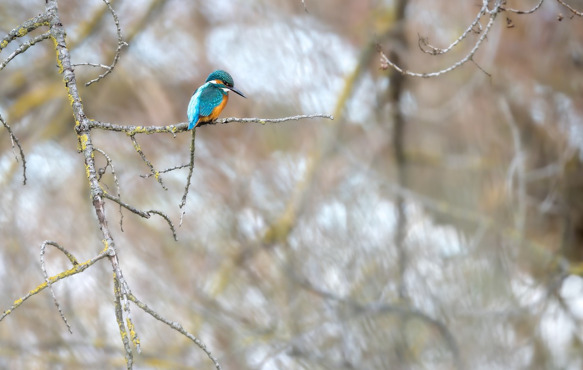 翠鳥 - ML646182793