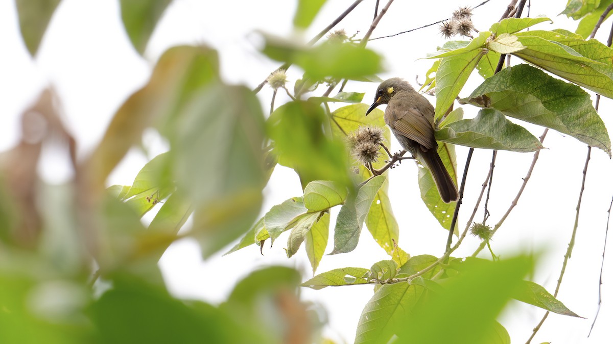 Mimic Honeyeater - ML646182795