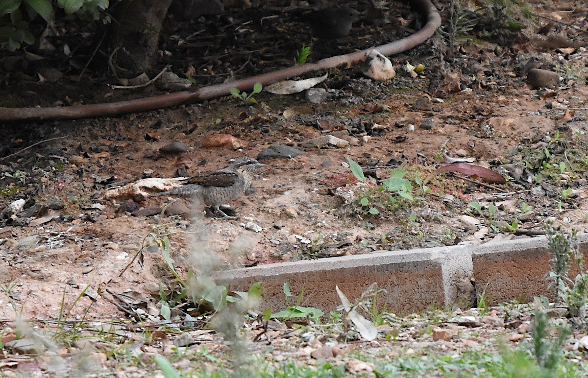 Eurasian Wryneck - ML646182796