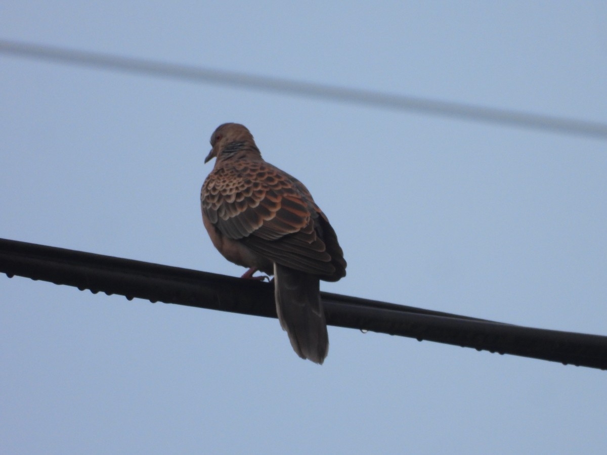 Oriental Turtle-Dove - ML646182797