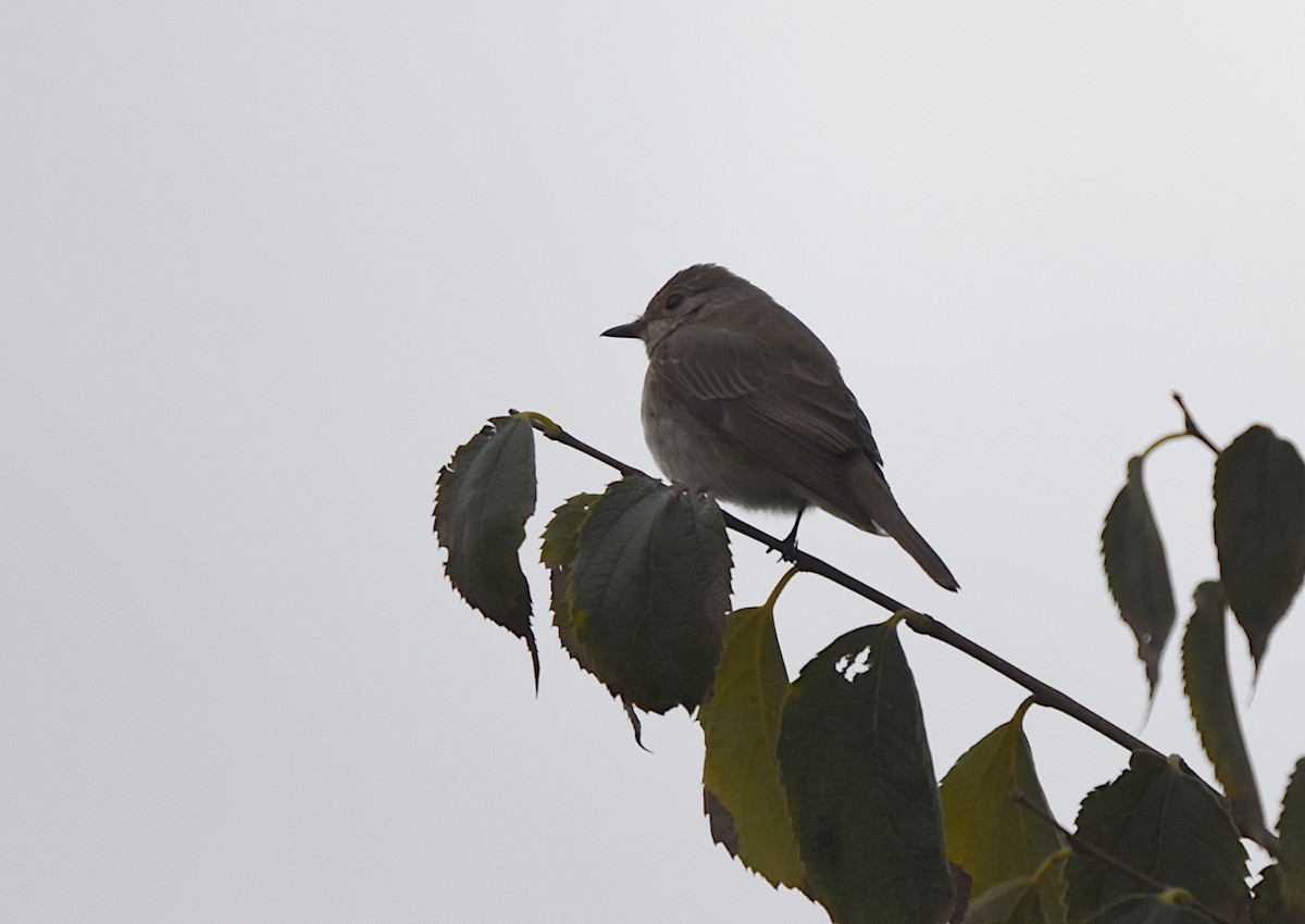 Spotted Flycatcher - ML646182805