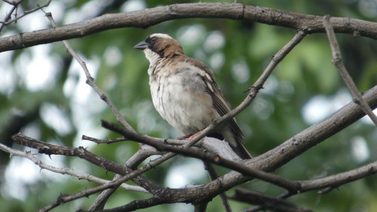 White-browed Sparrow-Weaver - ML646182809
