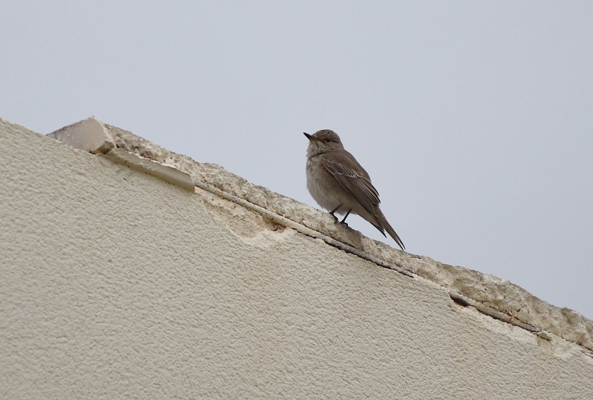 Spotted Flycatcher - ML646182810