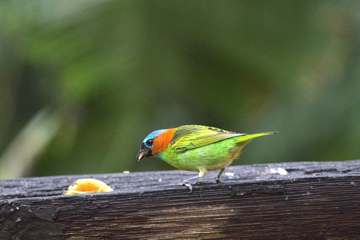 Red-necked Tanager - ML646182811