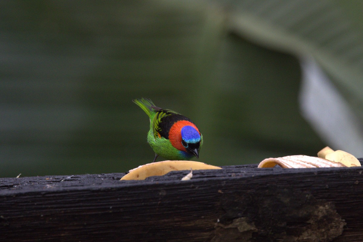 Red-necked Tanager - ML646182812