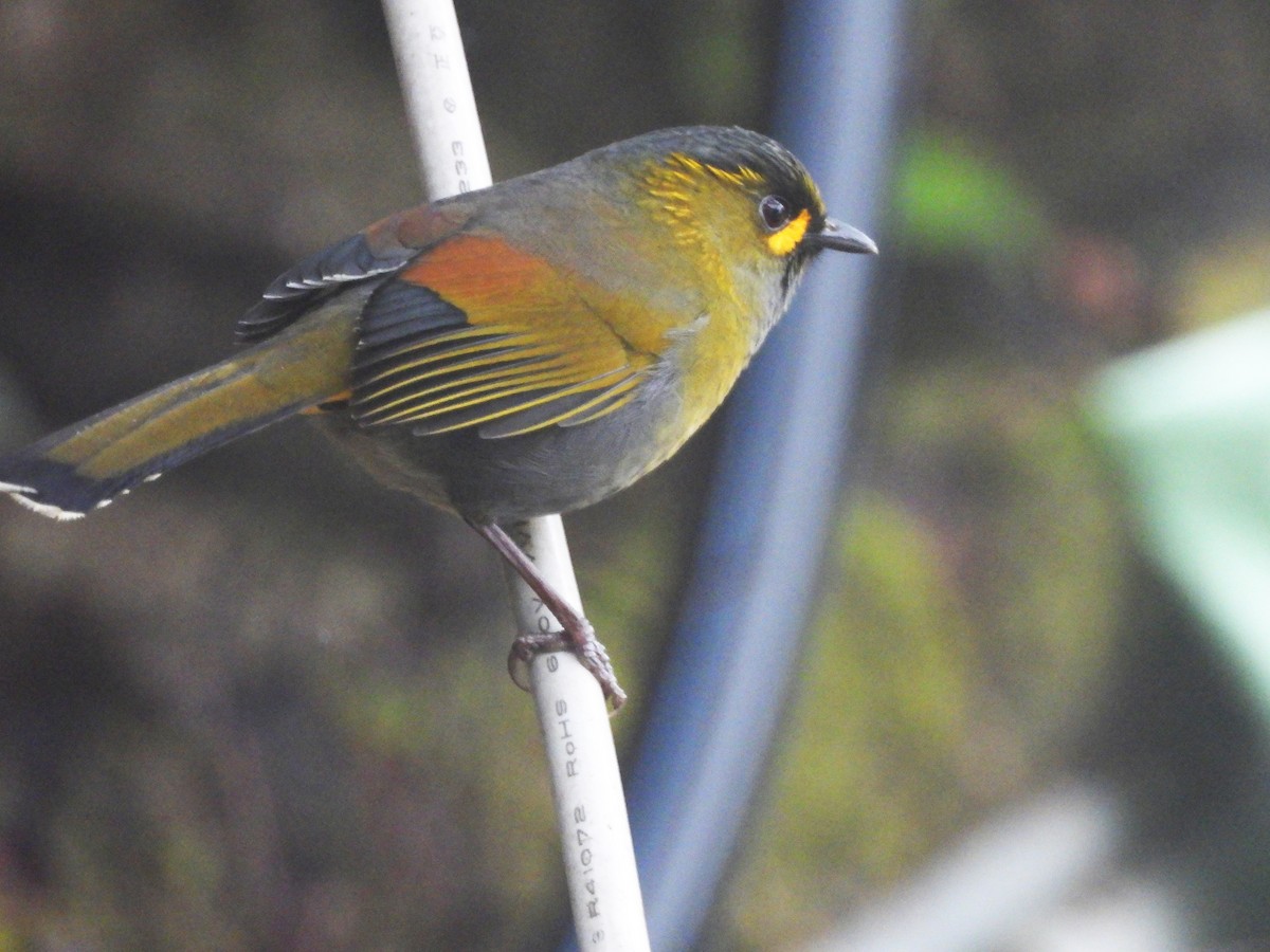 Taiwan Liocichla - ML646182813