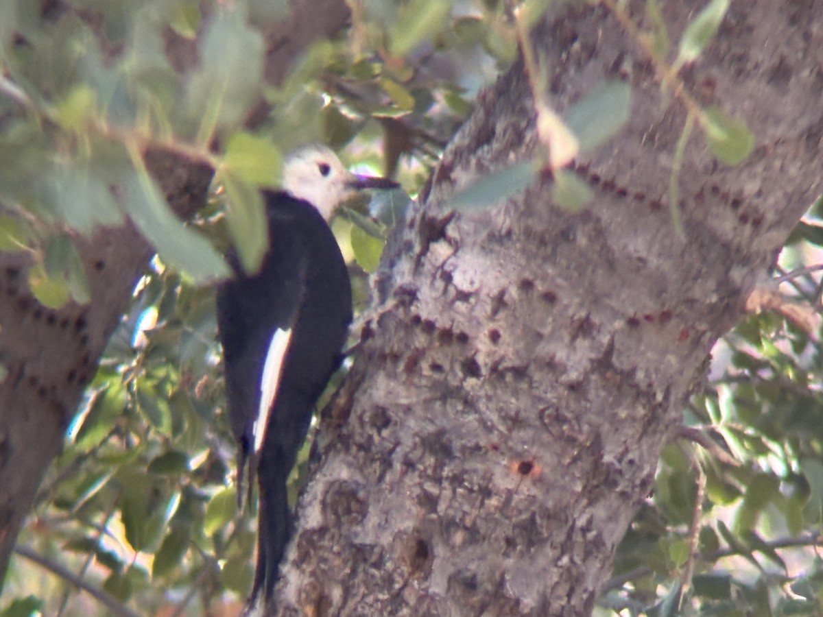 White-headed Woodpecker - ML646182816