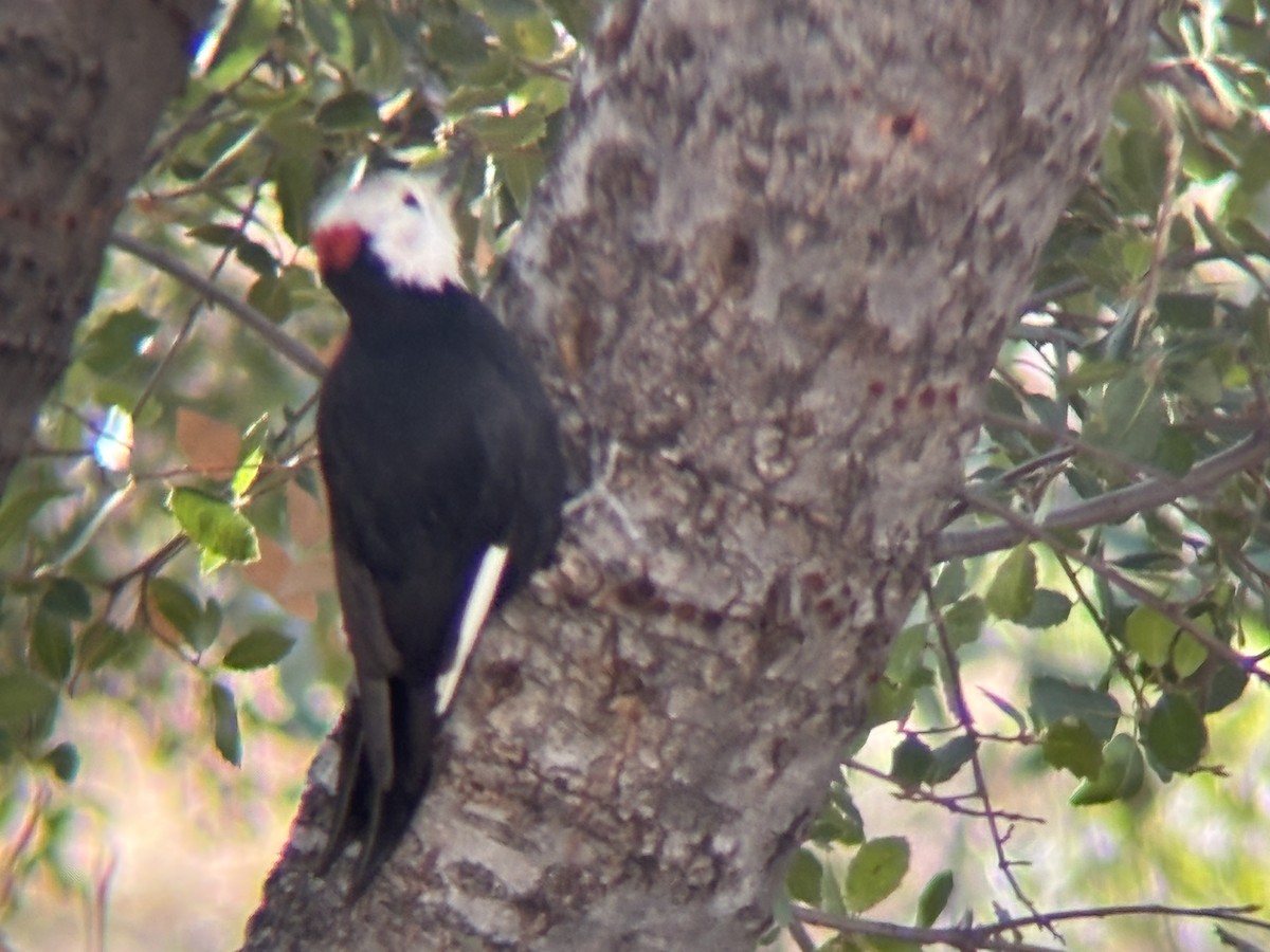 White-headed Woodpecker - ML646182817