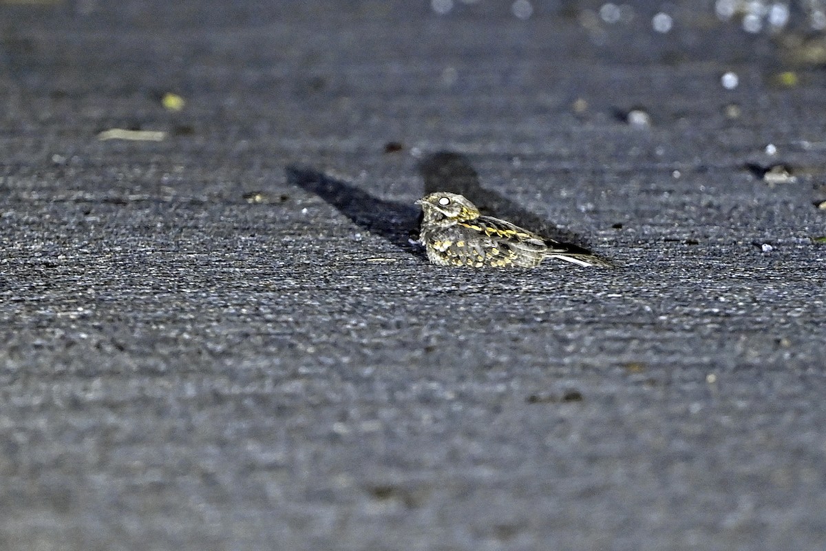 Chotacabras Hindú - ML646182819