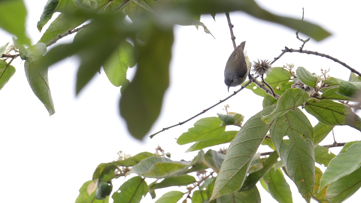 Pygmy Longbill - ML646182824