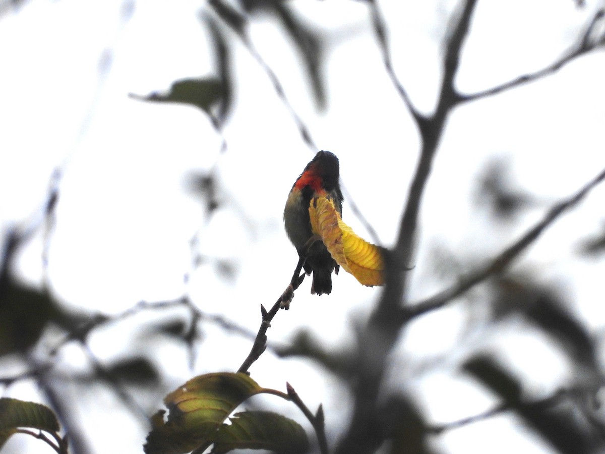 Fire-breasted Flowerpecker - ML646182828